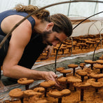 Medicinal mushrooms being cultivated in a greenhouse