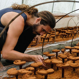 Medicinal mushrooms being cultivated in a greenhouse