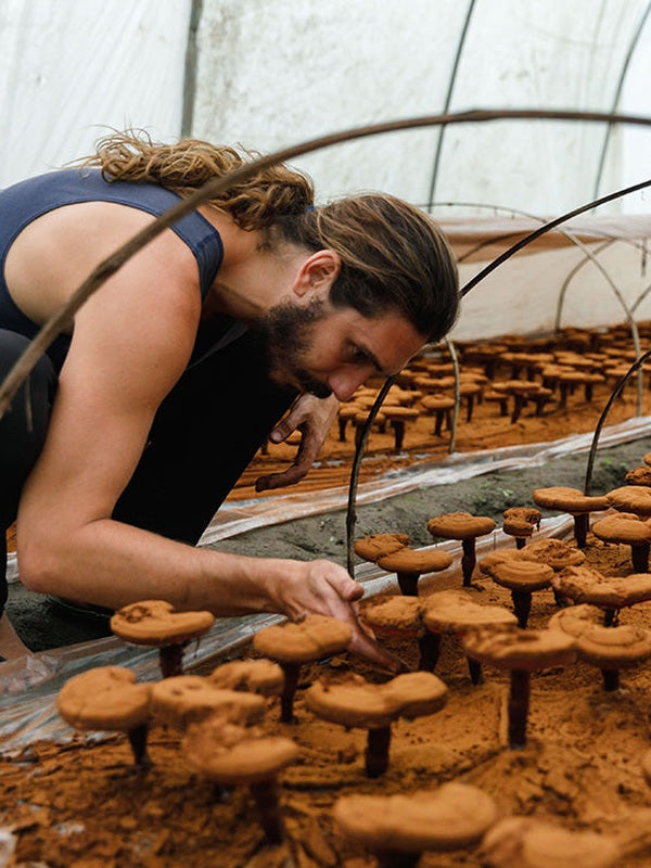 Medicinal mushrooms being cultivated in a greenhouse