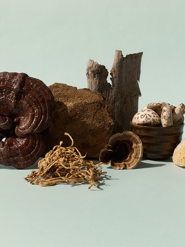 Selection of whole medicinal mushrooms and tonic herbs