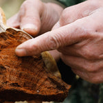 Hands inspecting a medicinal mushroom during sourcing