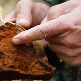Hands inspecting a medicinal mushroom during sourcing