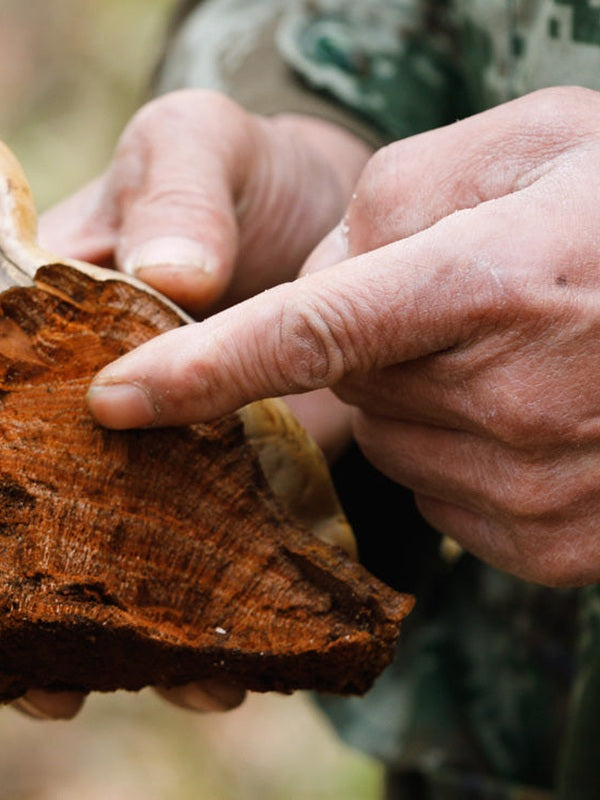 Hands inspecting a medicinal mushroom during sourcing