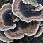 Wild Turkey Tail mushrooms used in SuperFeast QI