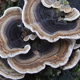 Wild Turkey Tail mushrooms used in SuperFeast QI