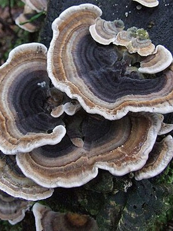 Wild Turkey Tail mushrooms used in SuperFeast QI