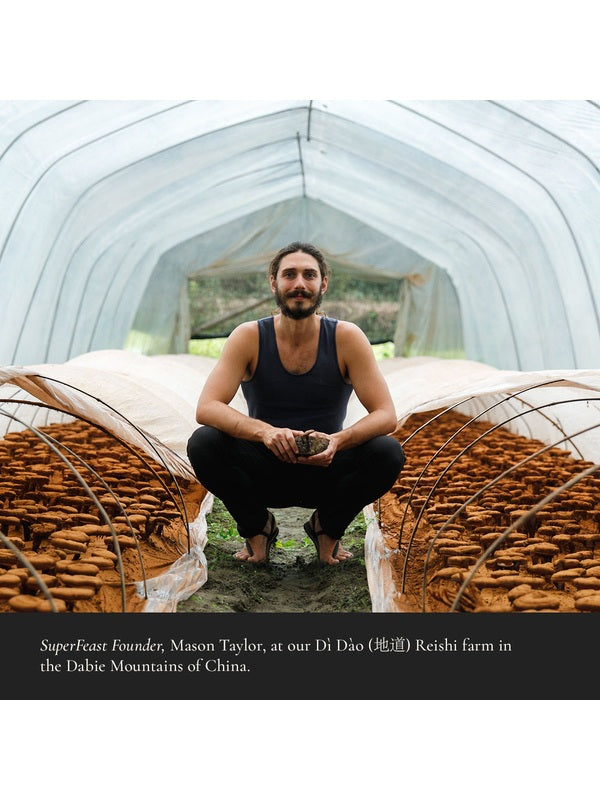 SuperFeast founder at a Reishi mushroom farm