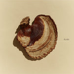 Whole Reishi mushroom ingredient used by SuperFeast