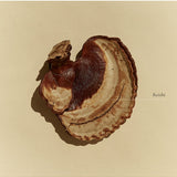 Whole Reishi mushroom ingredient used by SuperFeast