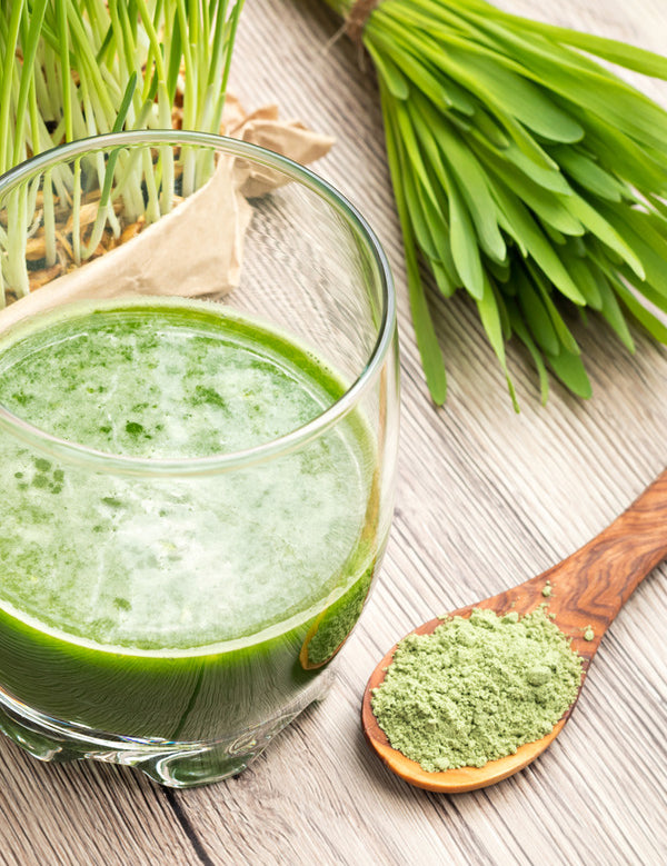Prepared green barley grass drink with fresh grass and powder
