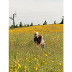 A man harvesting arnica flowers in a field full of yellow blossoms, surrounded by tall grass and distant trees under a clear sky.