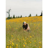 A man harvesting arnica flowers in a field full of yellow blossoms, surrounded by tall grass and distant trees under a clear sky.