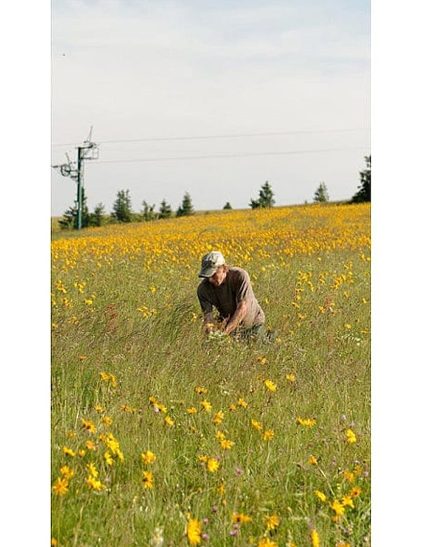 A man harvesting arnica flowers in a field full of yellow blossoms, surrounded by tall grass and distant trees under a clear sky.