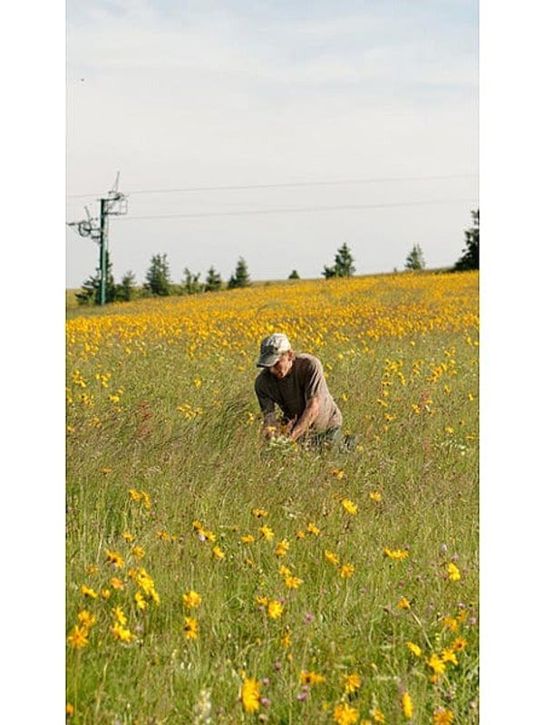A man harvesting arnica flowers in a field full of yellow blossoms, surrounded by tall grass and distant trees under a clear sky.