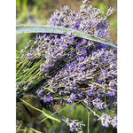 Fresh purple lavender flower stems gathered in a field, representing the botanical ingredient in Weleda Relaxing Lavender Body Oil.