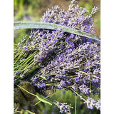 Fresh purple lavender flower stems gathered in a field, representing the botanical ingredient in Weleda Relaxing Lavender Body Oil.