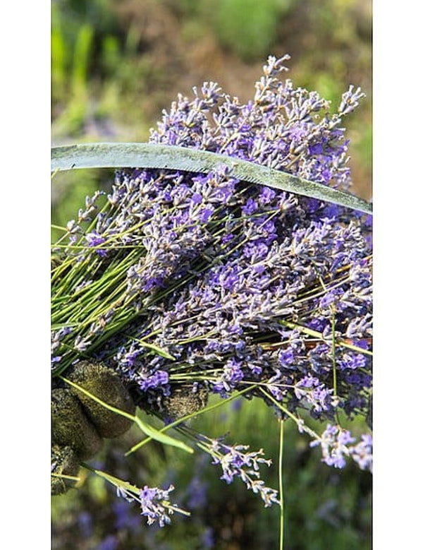 Fresh purple lavender flower stems gathered in a field, representing the botanical ingredient in Weleda Relaxing Lavender Body Oil.