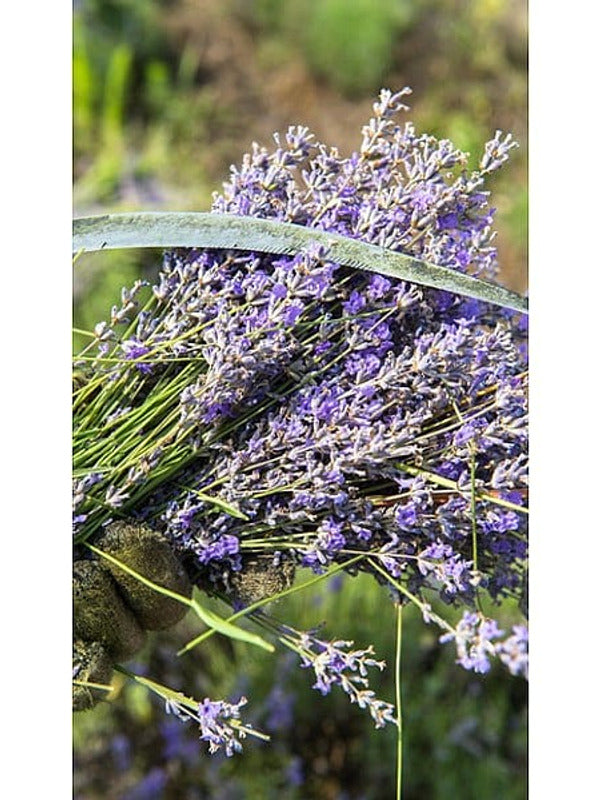 Fresh purple lavender flower stems gathered in a field, representing the botanical ingredient in Weleda Relaxing Lavender Body Oil.