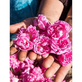 Hands holding a generous bundle of vivid pink wild roses, reflecting the floral scent of Weleda Floral Fresh Deodorant Spray.