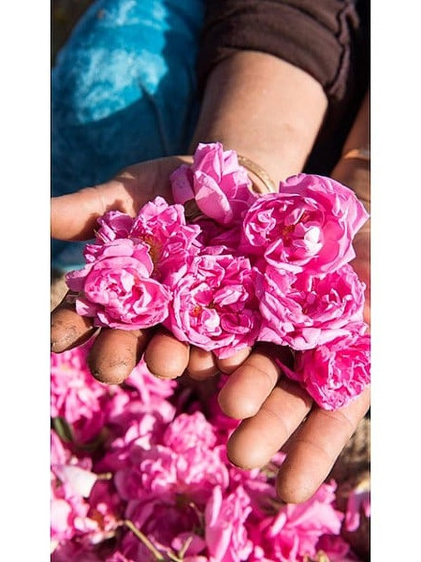 Hands holding a generous bundle of vivid pink wild roses, reflecting the floral scent of Weleda Floral Fresh Deodorant Spray.